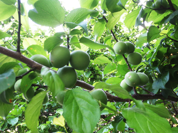 即日配送！無農薬無肥料自然栽培古城梅　傷梅11キロ（雹被害） 楽天市場】【送料無料】5月下旬～6月上旬発送予定・お届け日指定